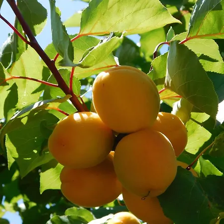 Maisonnette De Jardin 公寓 马赛