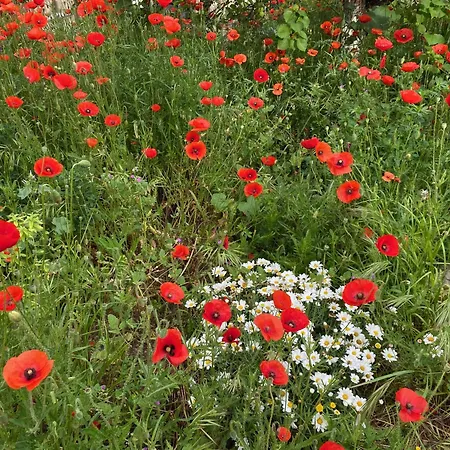 Maisonnette De Jardin