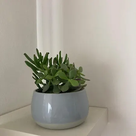 Apartment Dragon Avec Gardien