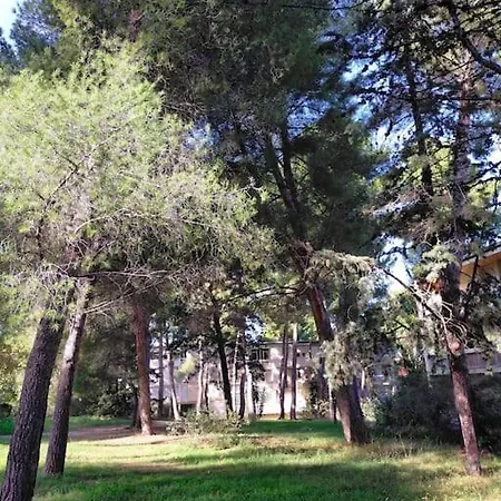 Cigalou Sous Les Pins * Marseilles