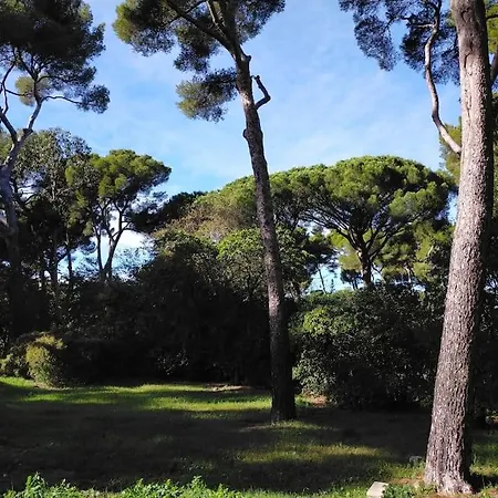 Cigalou Sous Les Pins *