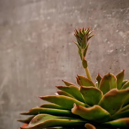 Loft Labourdette Apartment Marseille