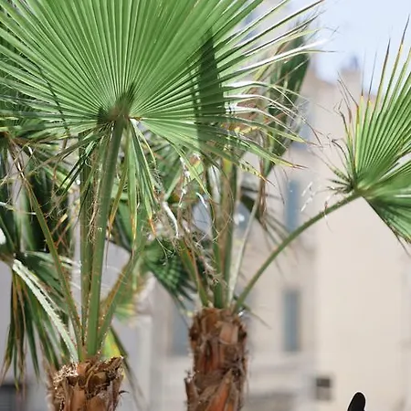 L'orangeraie Et La Palmeraie D'endoume * Marseille