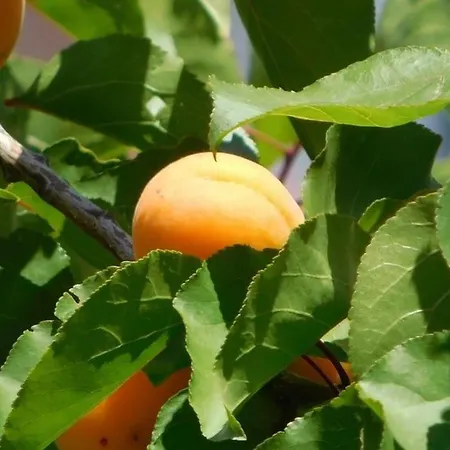 Maisonnette De Jardin *