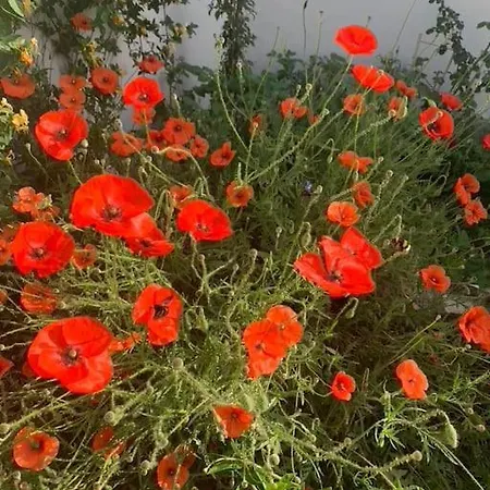 Maisonnette De Jardin Marseille