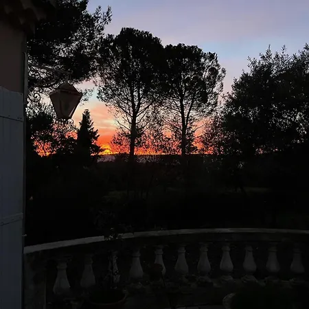Grand Cedre *