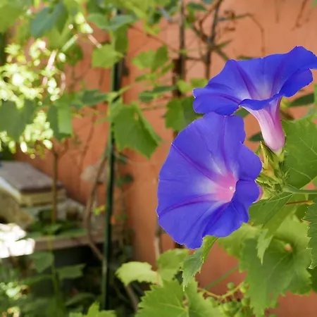 Vieux Port Panier Jardin Gasthof *