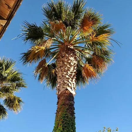 La Palmeraie 5*
