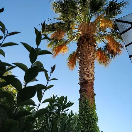 La Palmeraie